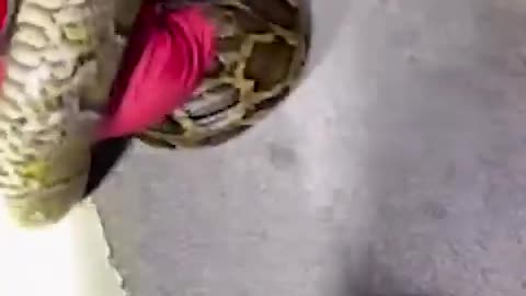 Record-setting 19-foot python caught in Florida