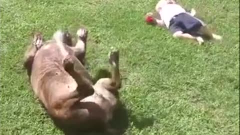 These cute and funny videos of dogs and babies