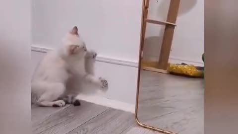 Funny cats vs mirror