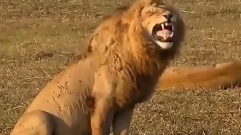 Look the lion is laughing!