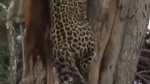 South africa forest leopard hunting