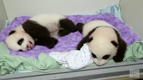 The Squirmy and Noisy Panda Cubs