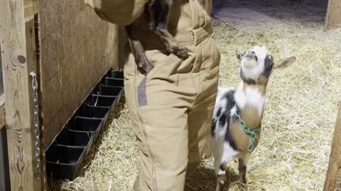 Goat Does a Trick