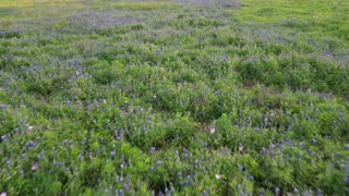 Bluebonnets