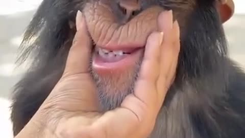 Funny animal video funny monkey