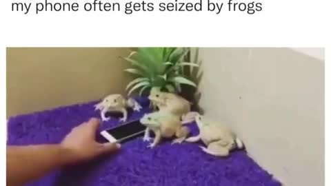 Frogs hold up phone