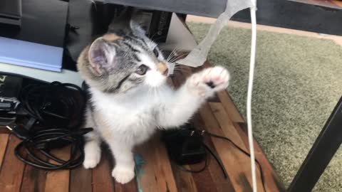 A nice cat playing with adhesive paper in a nice way.