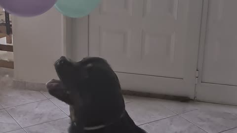 Funny video with dog playing with balloons