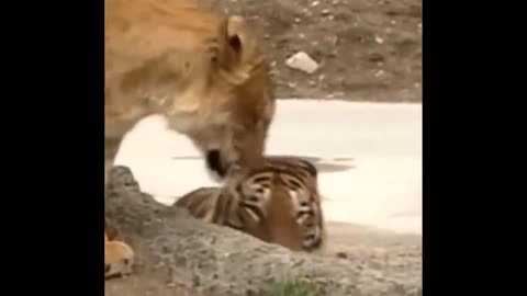 A fight between Lion vs Tiger