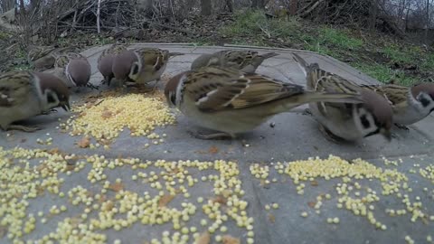 Birds Cute Daylight Eat Feed