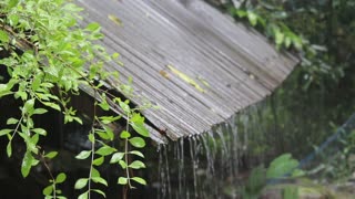 The sound of rain falling in a forest