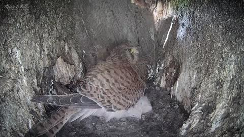 Kestrel Dad Learns to Care for Chicks After Mum Disappears-1