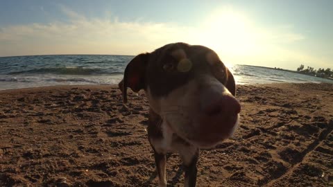 Dog Animal Face Head Cute Nose Beach Friendship