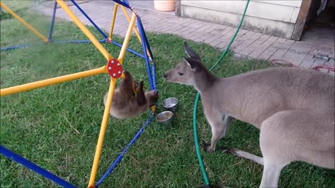 Baby Sloths Being Sloths: The Most Hilarious Collection