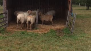 Moving Sheep 101. PART 2.