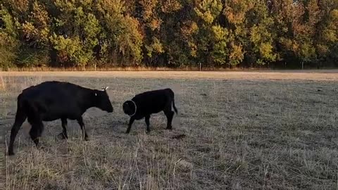 Cow Gets Her Head Stuck in a Metal Tube