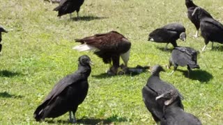 Bald Eagle Crashes Lunch at Vulture Hangout