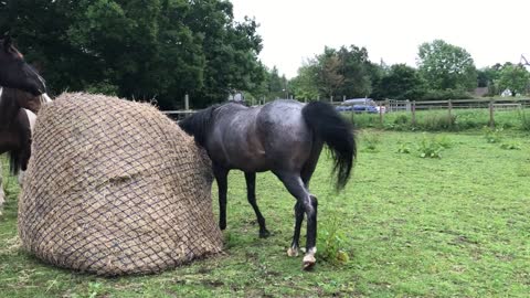 Horse Rubs Up on Hay