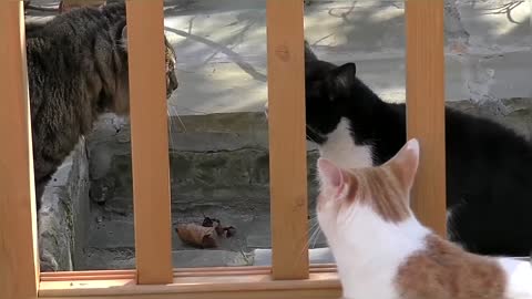 Funny & Cute Cat Fight Compilation Video
