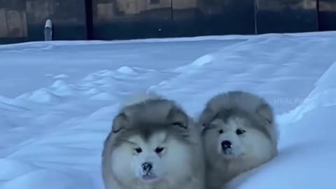 Cute And Beautiful Puppys cutest Overload