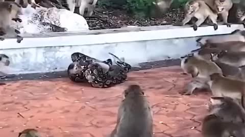 Python attacks on monkeys gang