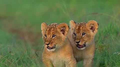 Lion babies