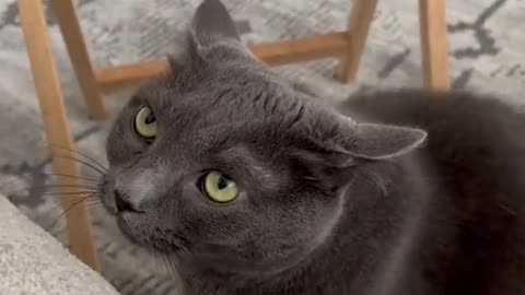 Grey Cats for absolutelyno reasonoo
