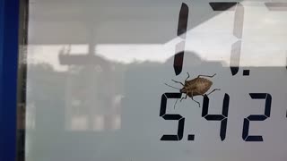 Stink Bug Protesting The Gas Prices 🤣