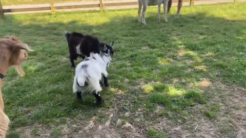 Pygmy goats Yin and Yang head butting fun video