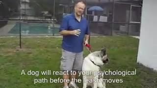 Dog Training - Interplay of the Connection