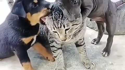 funny cat and dogs