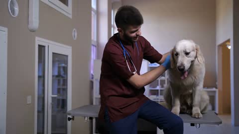 Young handsome doctor in coat sitting on examination table with retriever dog