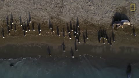 Go Inside an Antarctic 'City' of 400,000 King Penguins — Ep. 4 | Wildlife: Resurrection Island