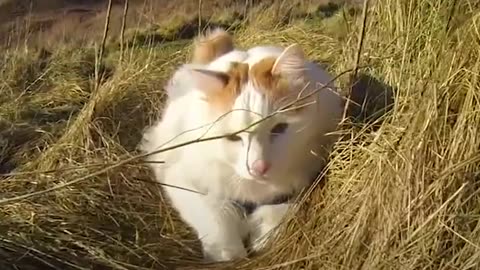 Cat And His Family Live Together On A Sailboat - SALTY | The Dodo