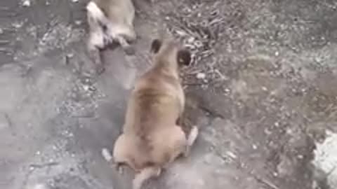 Funny cat and dog - funny animals #19