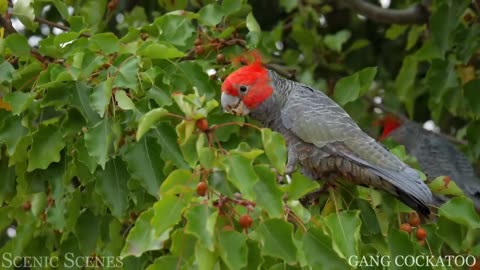 Tropical Birds with Names and Sounds in 4K - Scenic Relaxation Film