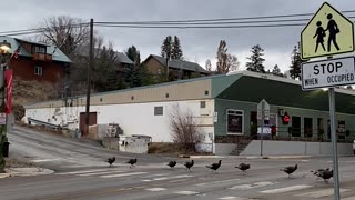 Rafter of Turkeys Use Crosswalk in Eureka, Montana