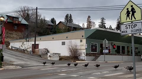 Rafter of Turkeys Use Crosswalk in Eureka, Montana