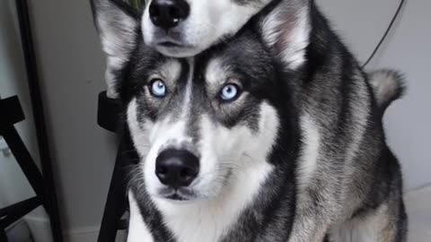 Huskies Selfie Time