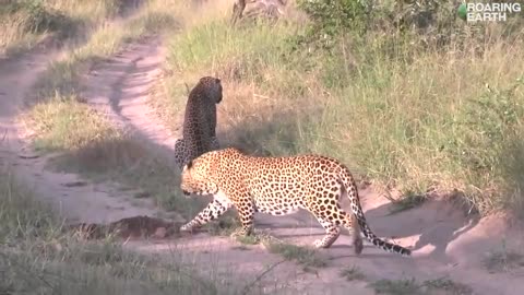 Leopard 🐆 Stalking prey is unaware It's the one being hunted!