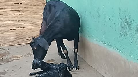 New born baby