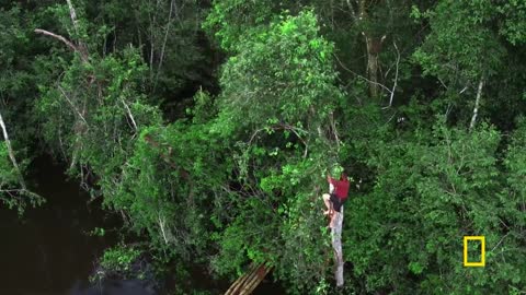 Harvesting Wild Honey in the Amazon | Primal Survivor: Escape the Amazon | National Geographic