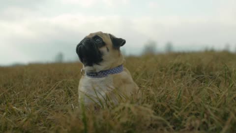 Pug Contemplates His Existence (and Elon Musk) #animals #funny #comedy