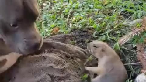 dog vs bitch fight