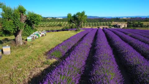 FRANCE, Valensole- Provence Alpes Côte d' Azur_ Amazing Planet (4K) 2020