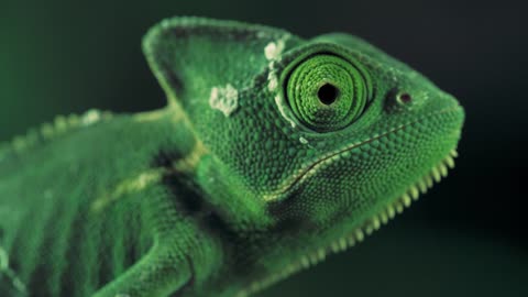 Green vailed chameleon seen from one side