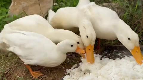 Ducks are big eaters.😂Cute and funny animal video