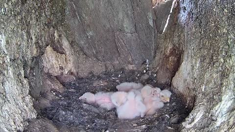 Kestrel Chicks All Alone After Mum Disappears-8