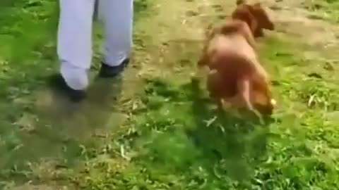 Funny Animal Videos 2022 Best Dogs And Cats Videos 😺😍 # 47