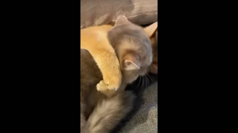 Cute Cats | Cats playing | kitty #cats #cute #playing